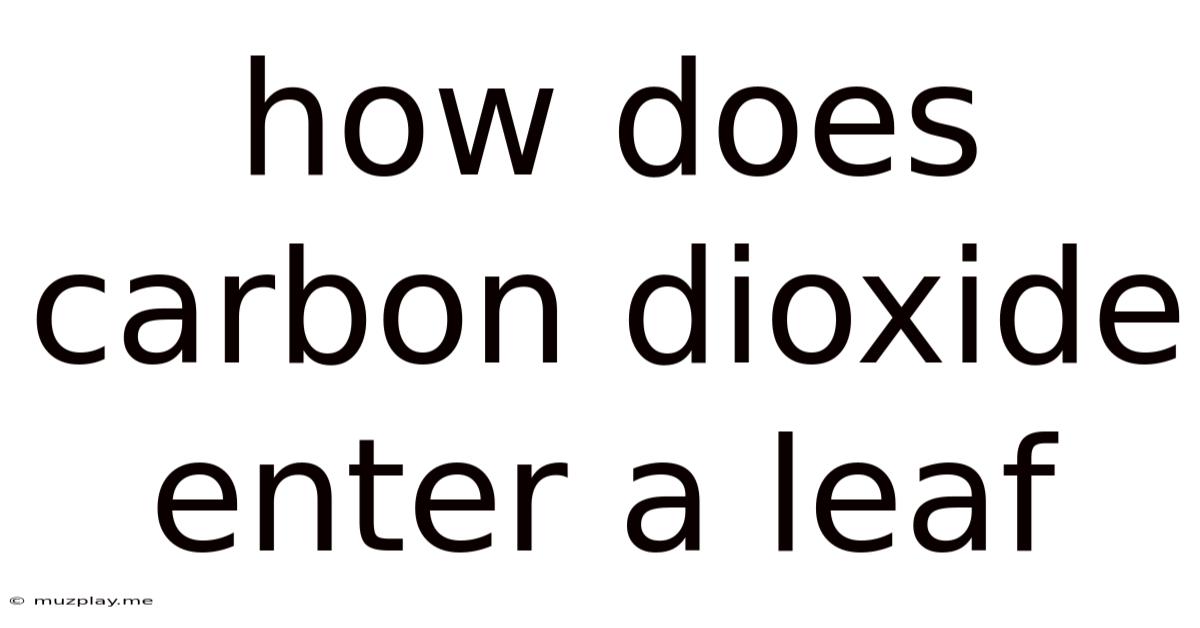 How Does Carbon Dioxide Enter A Leaf