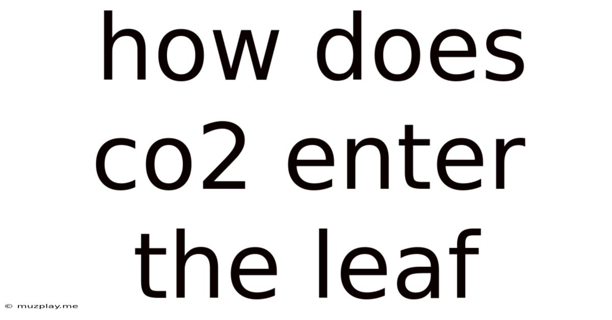 How Does Co2 Enter The Leaf