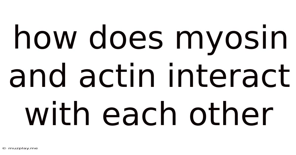 How Does Myosin And Actin Interact With Each Other