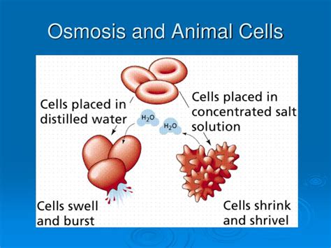 How Does Osmosis Affect Animal Cells