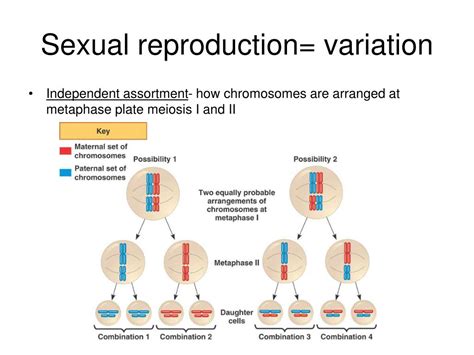 How Does Sexual Reproduction Lead To Genetic Variation