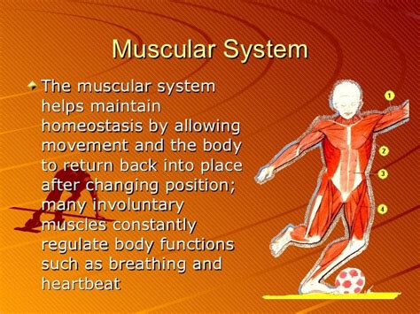 How Does The Muscular System Maintain Homeostasis