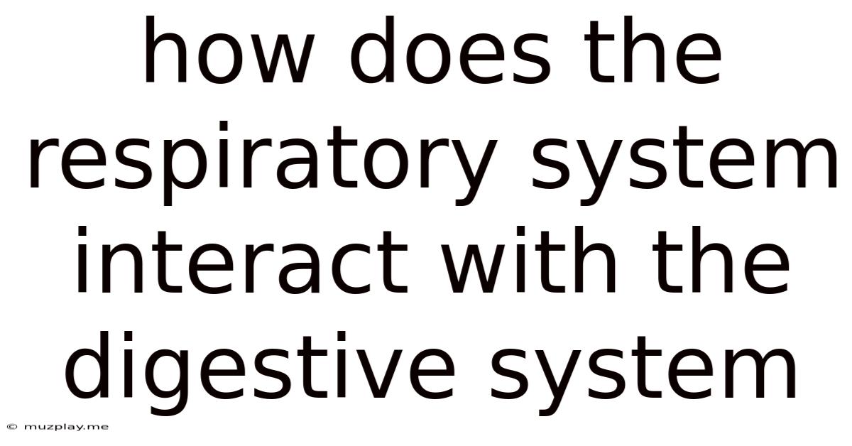 How Does The Respiratory System Interact With The Digestive System