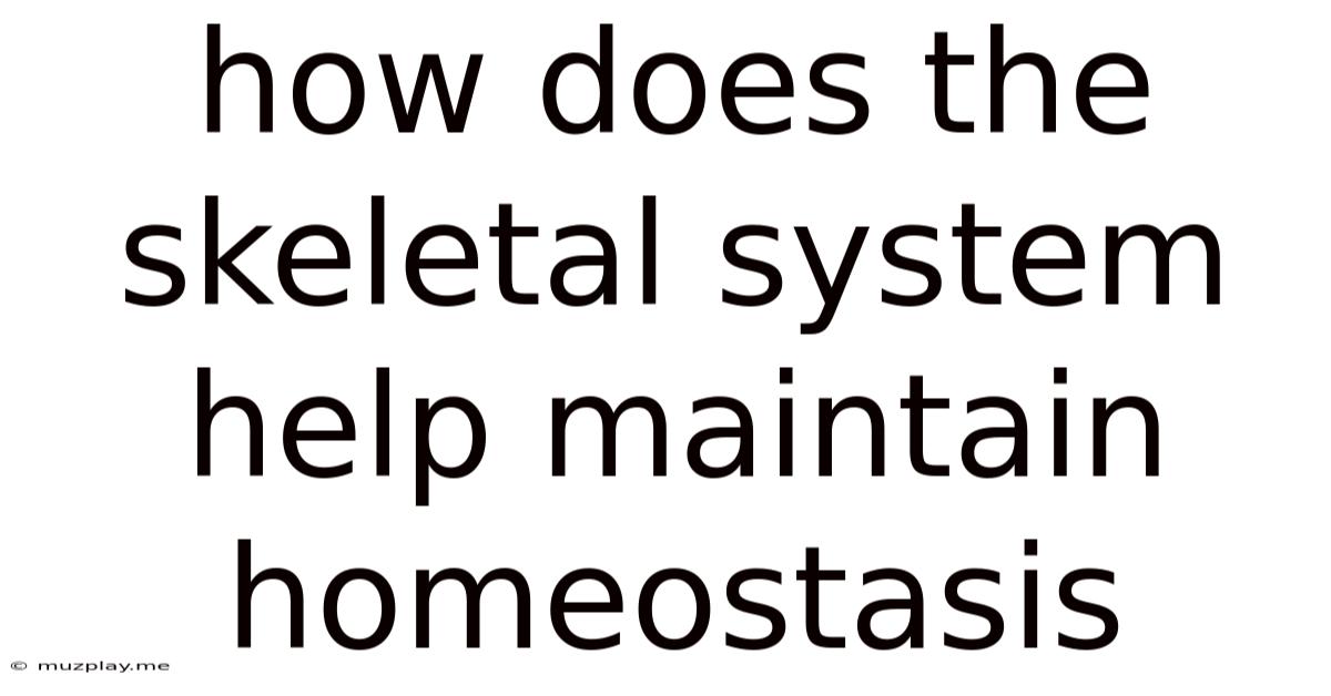 How Does The Skeletal System Help Maintain Homeostasis