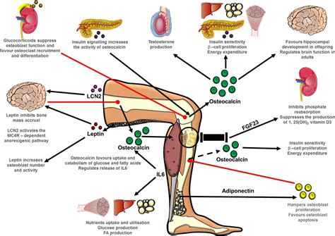 How Does The Skeletal System Help The Body Maintain Homeostasis