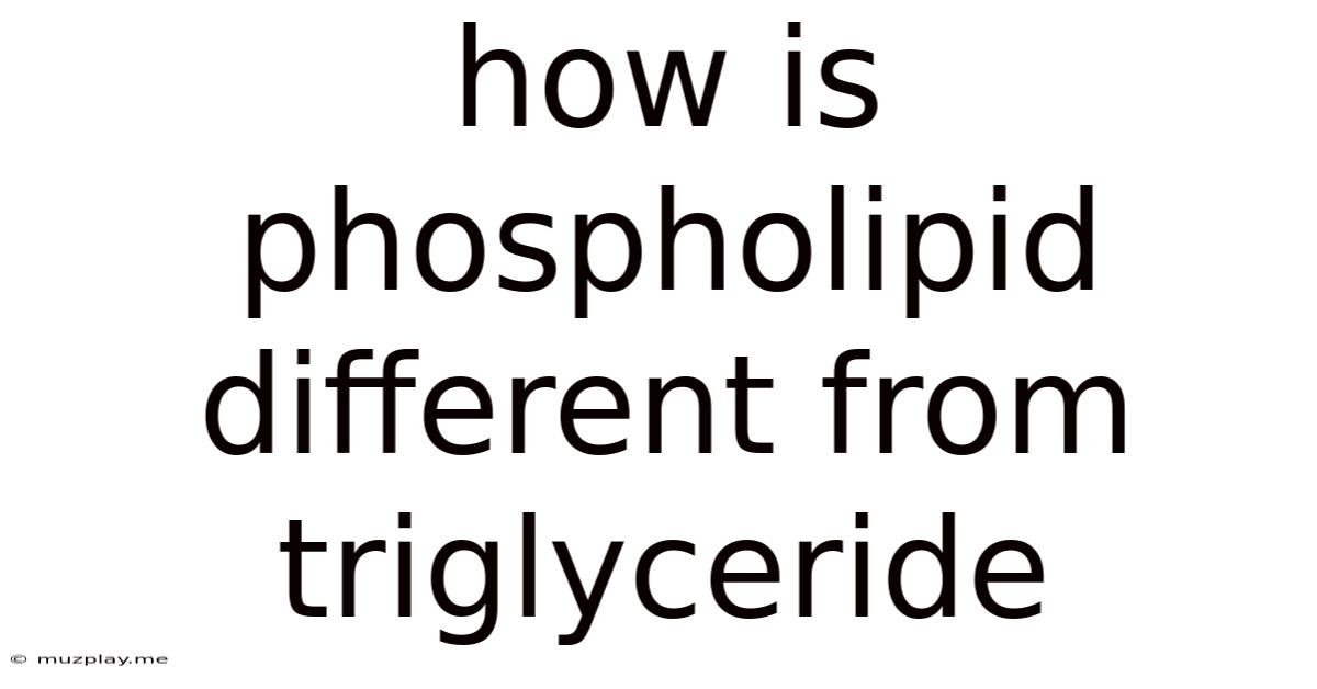 How Is Phospholipid Different From Triglyceride
