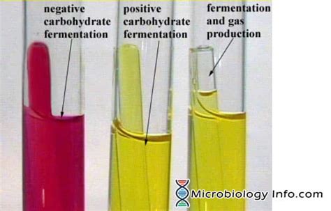 How Long Can You Leave A Phenol Red Broth