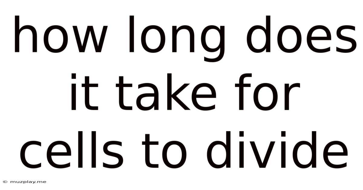 How Long Does It Take For Cells To Divide