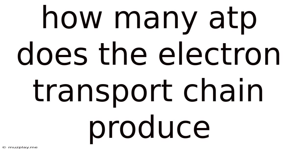 How Many Atp Does The Electron Transport Chain Produce
