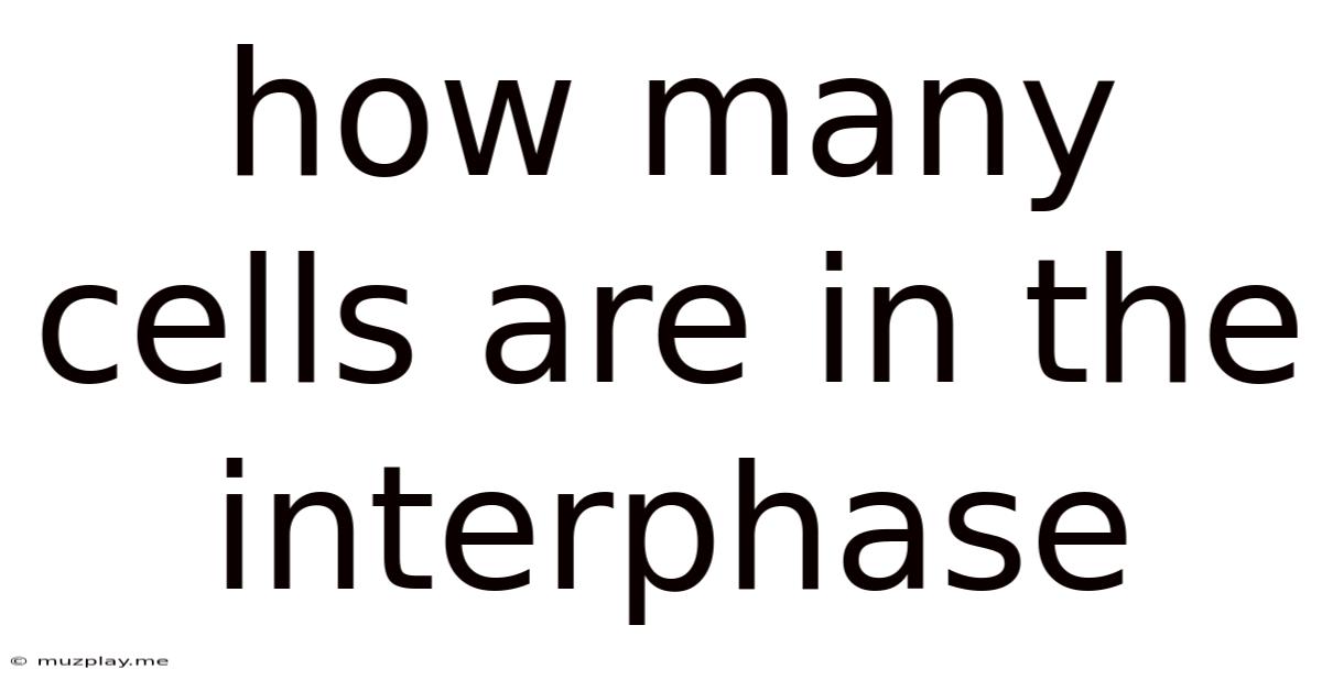 How Many Cells Are In The Interphase