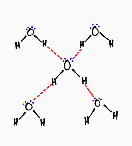 How Many Hydrogen Bonds Can Water Form