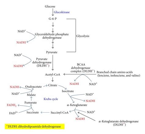 How Many Nadh Produced In Glycolysis