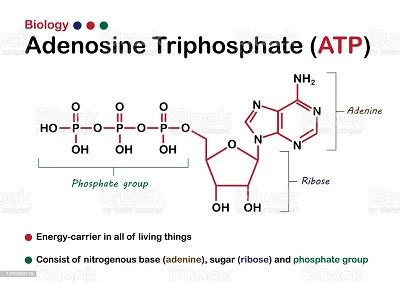 How Many Phosphate Groups Are In Atp