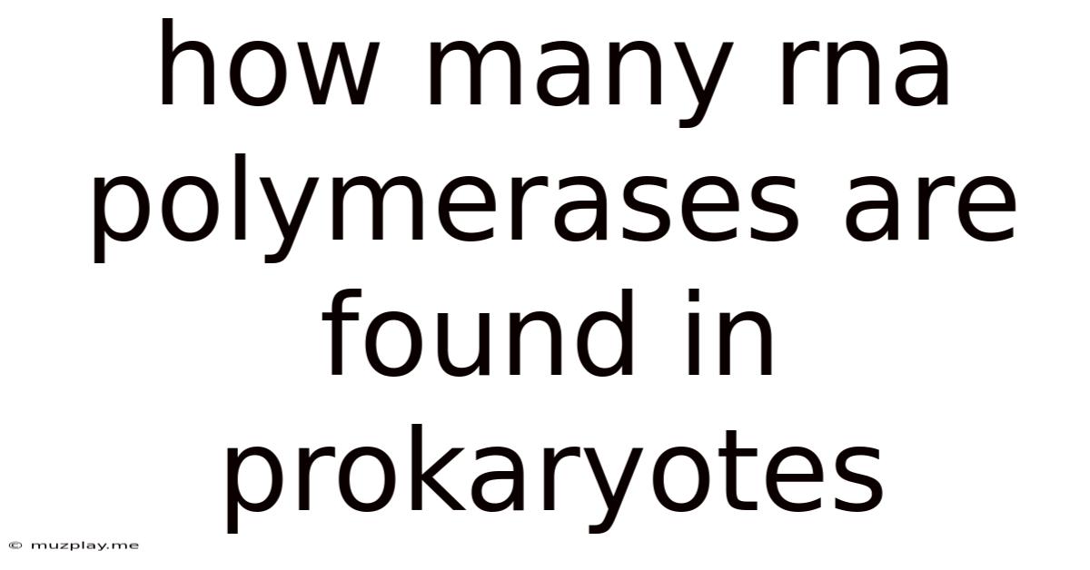 How Many Rna Polymerases Are Found In Prokaryotes