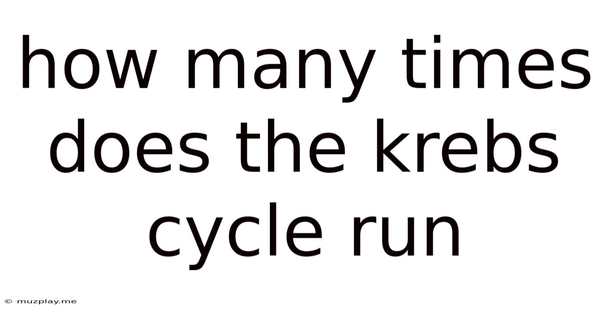 How Many Times Does The Krebs Cycle Run