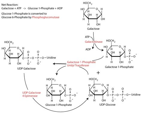 How Much Atp Does Galactose Form From Glycolysis