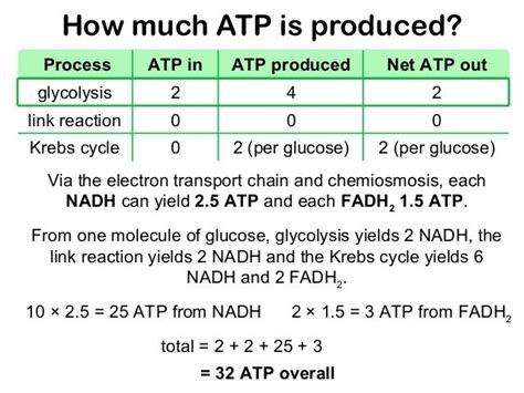 How Much Atp Is Produced In Etc