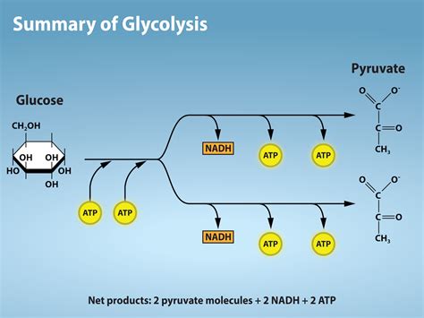 How Much Nadh Does Glycolysis Produce