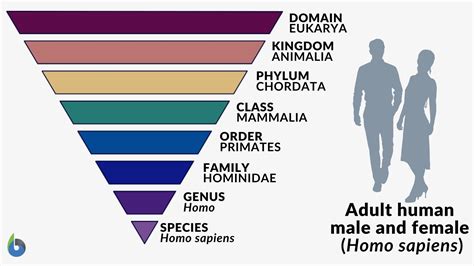 Humans Are Placed Into What Kingdom And Domain