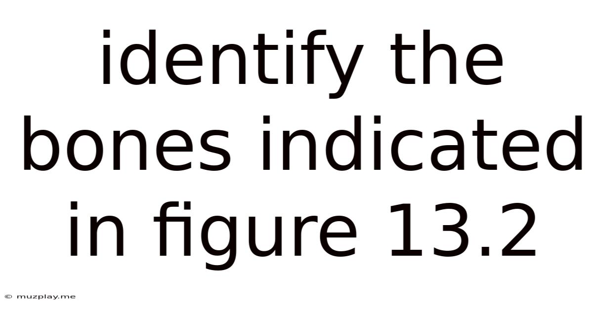 Identify The Bones Indicated In Figure 13.2