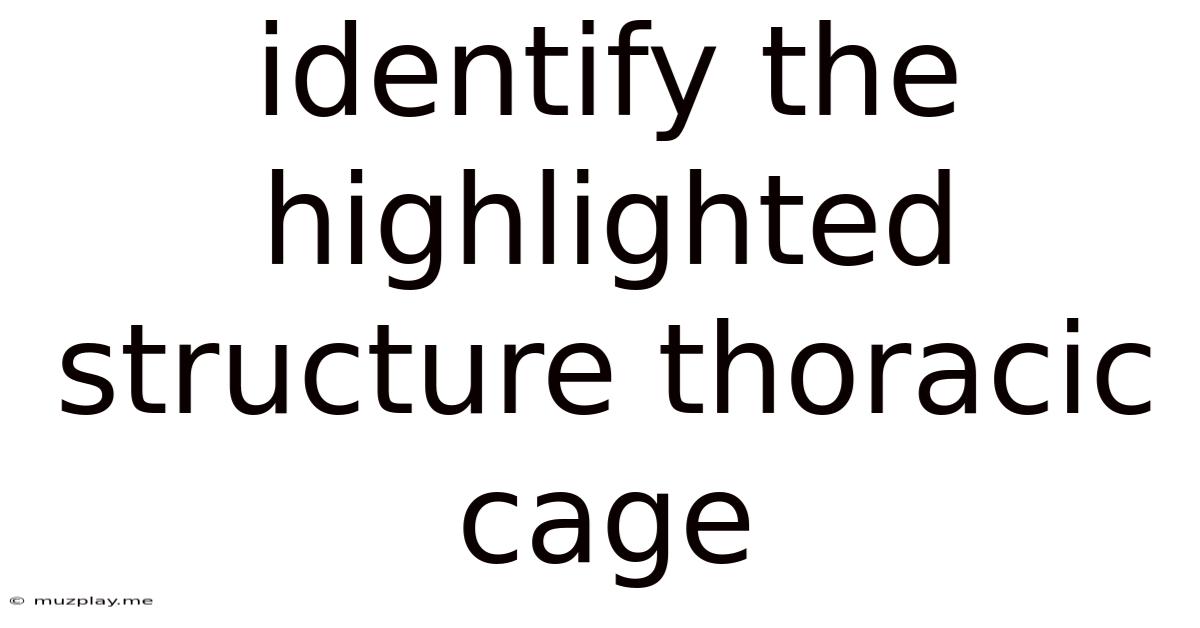 Identify The Highlighted Structure Thoracic Cage