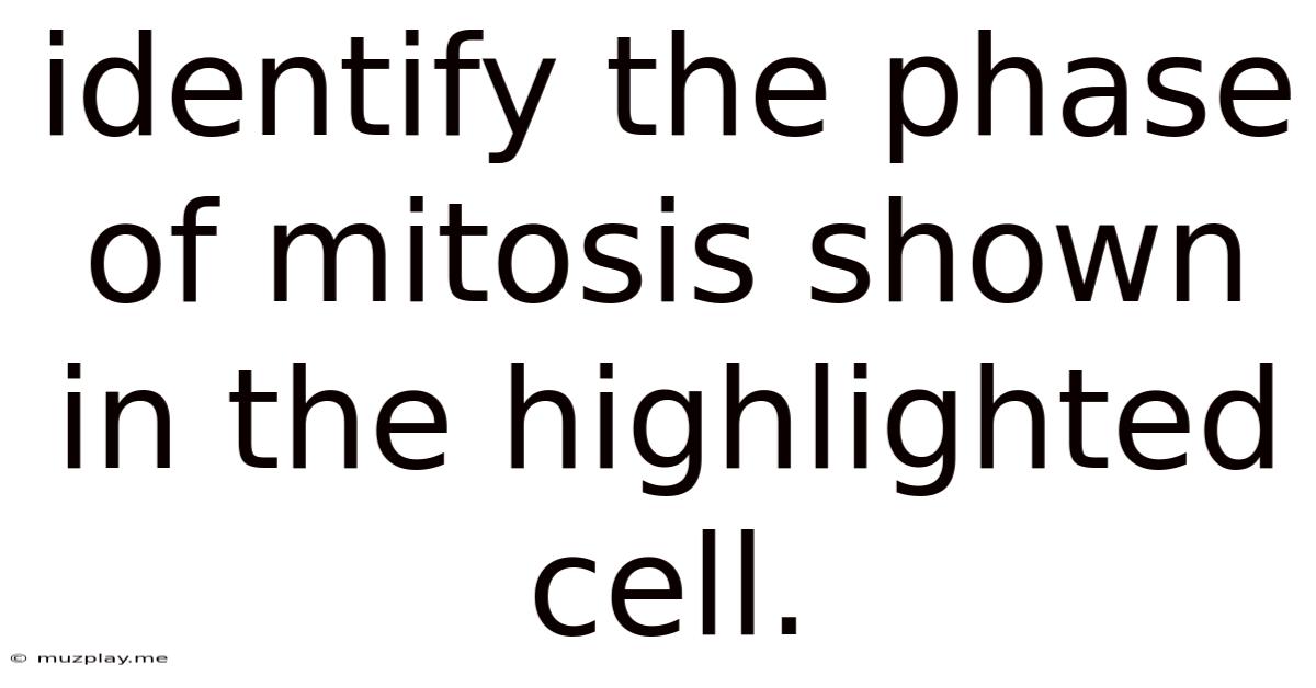 Identify The Phase Of Mitosis Shown In The Highlighted Cell.