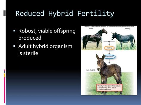 If A Hybrid Offspring Does Not Survive