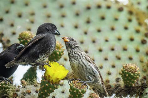 If The Finches On The Galapagos Islands