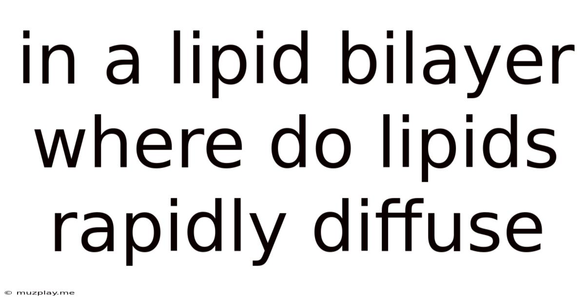 In A Lipid Bilayer Where Do Lipids Rapidly Diffuse