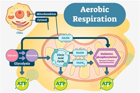 In Aerobic Cellular Respiration What Are The 3 Major Steps