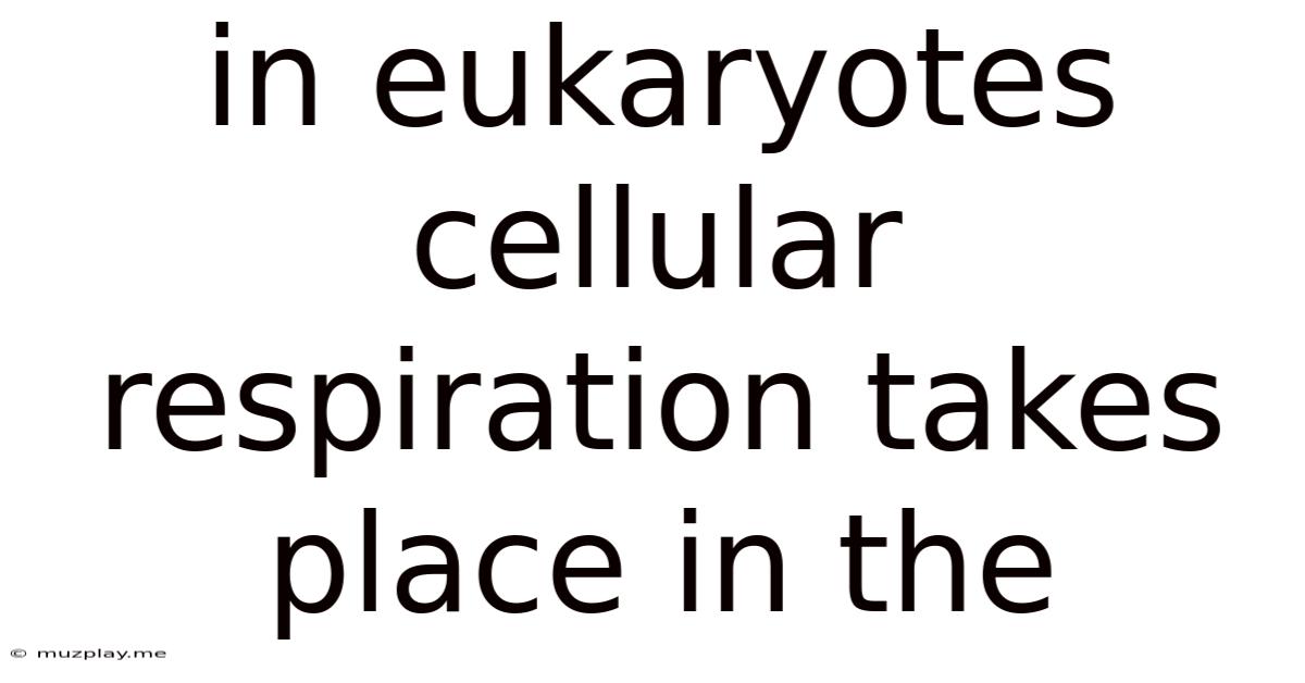 In Eukaryotes Cellular Respiration Takes Place In The