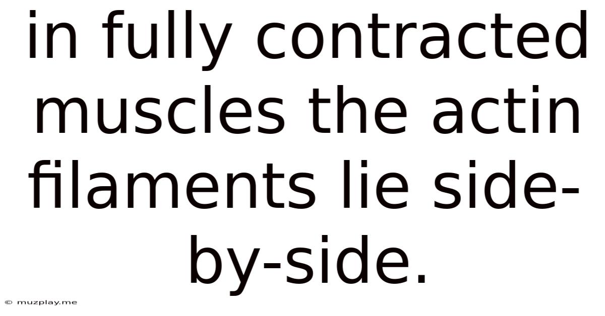 In Fully Contracted Muscles The Actin Filaments Lie Side-by-side.