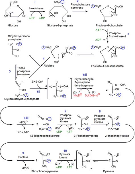 In Glycolysis What Starts The Process Of Glucose Oxidation