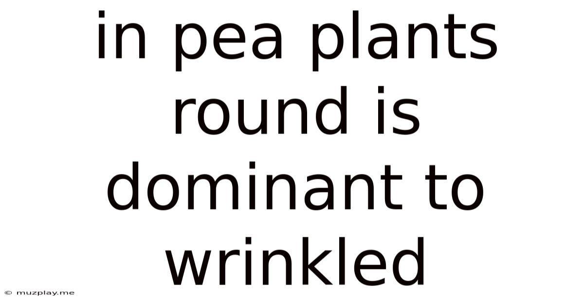 In Pea Plants Round Is Dominant To Wrinkled