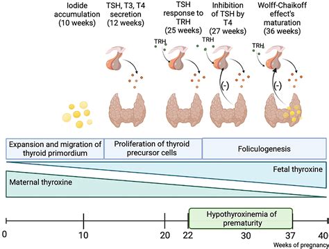 In The Elderly Decreased Thyroid Function Causes