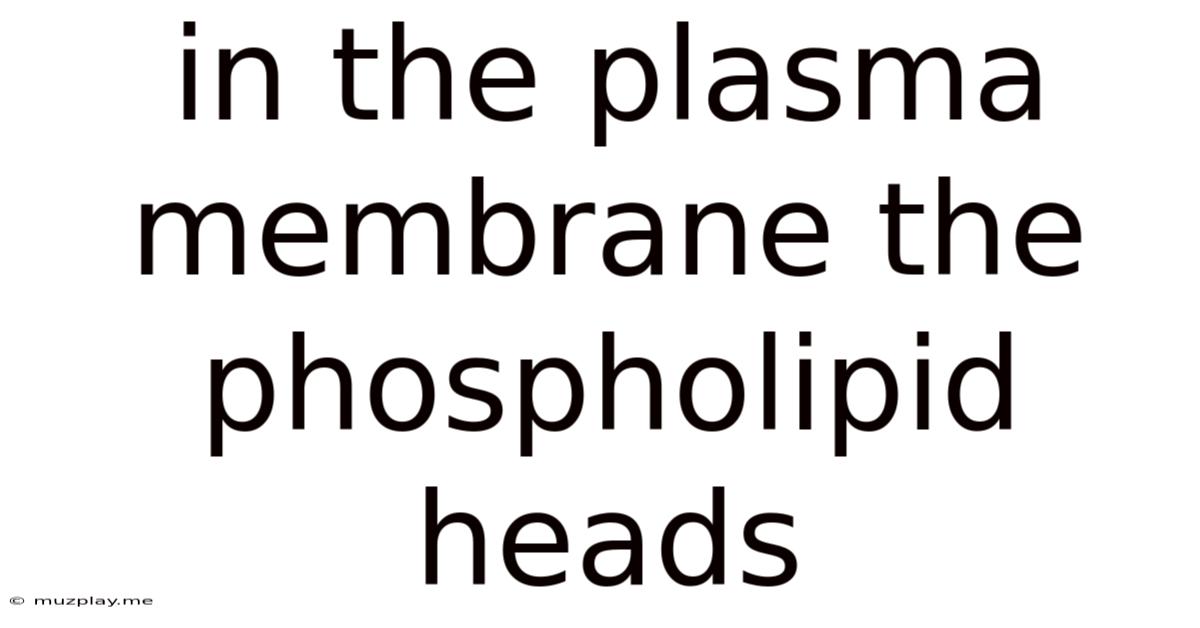 In The Plasma Membrane The Phospholipid Heads