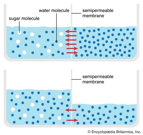 In Which Direction Will Water Molecules Move Across The Membrane