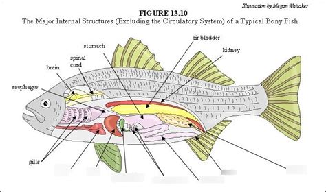 Internal Anatomy Of A Bony Fish