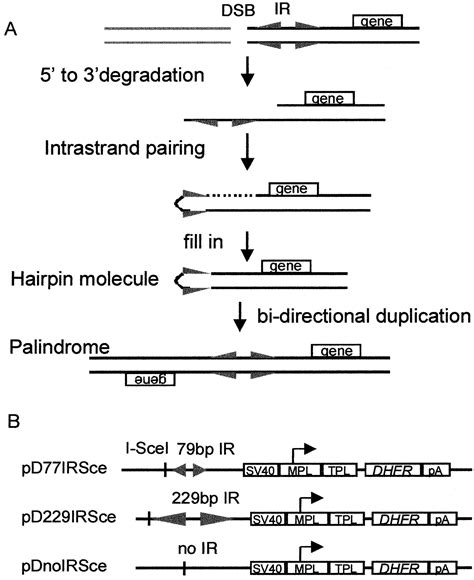 Inverted Vs Everted Palindromic Dna Sequence Example