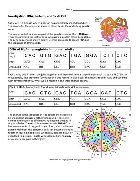 Investigation Dna Proteins And Sickle Cell Answer Key