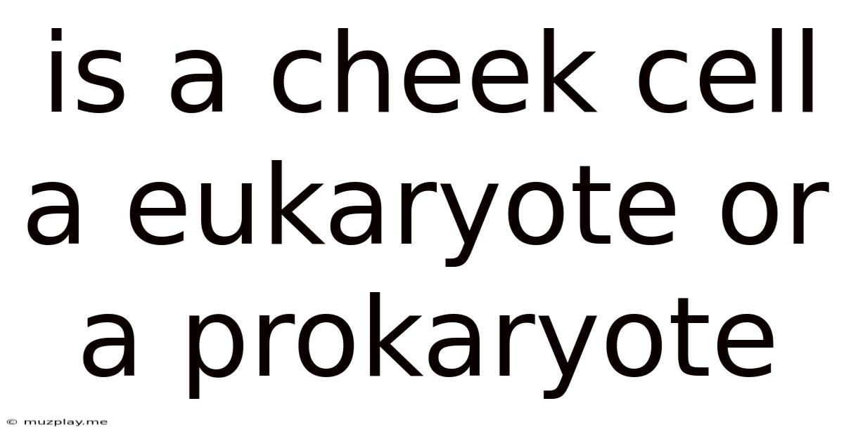 Is A Cheek Cell A Eukaryote Or A Prokaryote