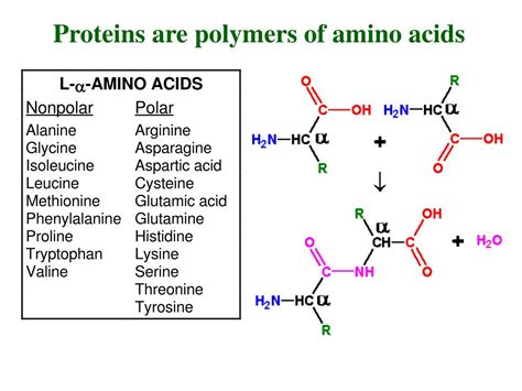 Is A Polymer Of Amino Acids