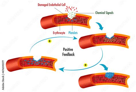 Is Blood Clotting A Positive Feedback