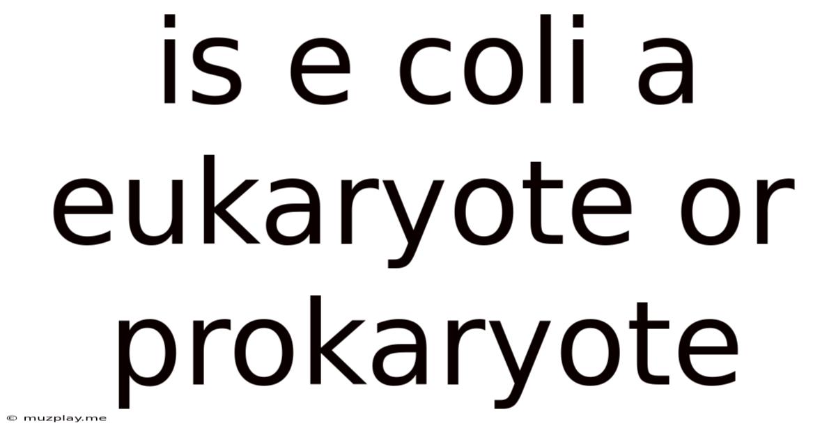 Is E Coli A Eukaryote Or Prokaryote