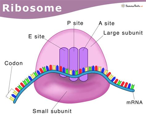 Is Ribosomes Found In Prokaryotic Or Eukaryotic Cells