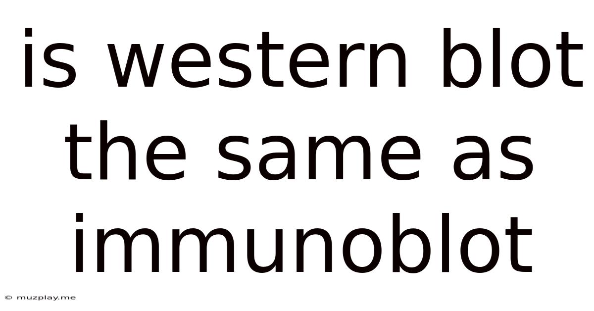 Is Western Blot The Same As Immunoblot