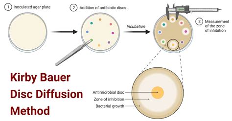 Kirby Bauer Method Of Antibiotic Sensitivity Testing