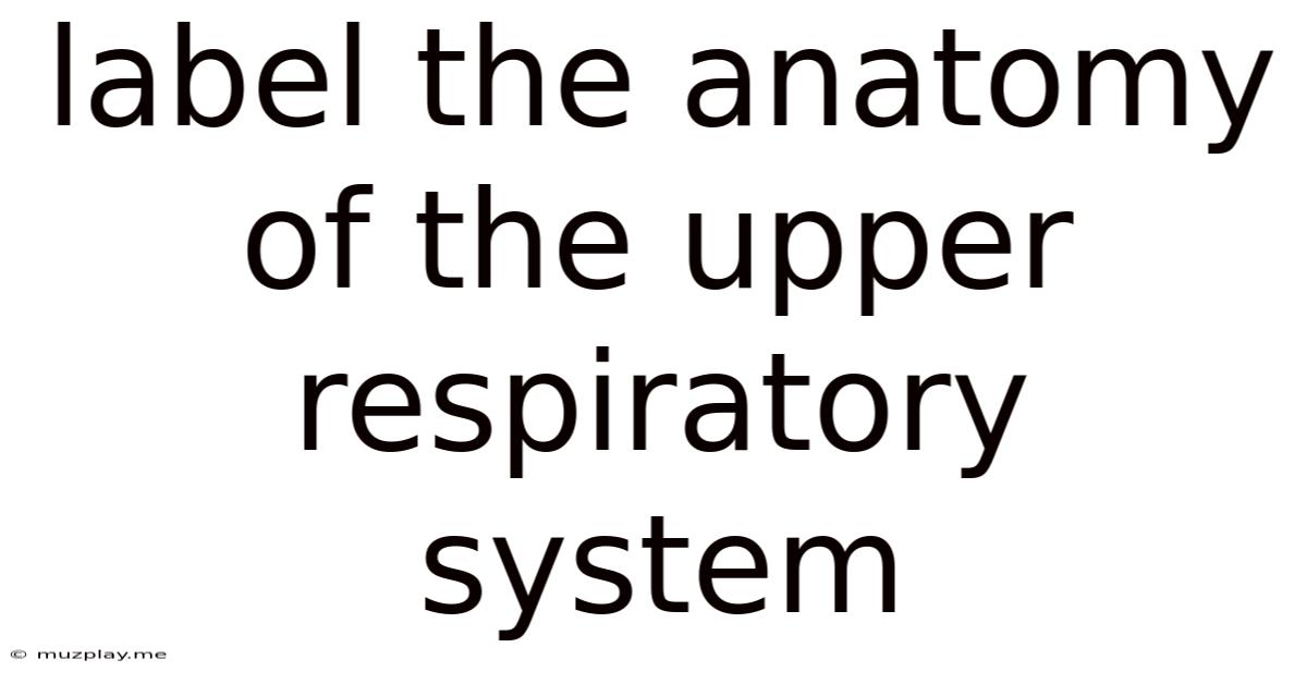 Label The Anatomy Of The Upper Respiratory System