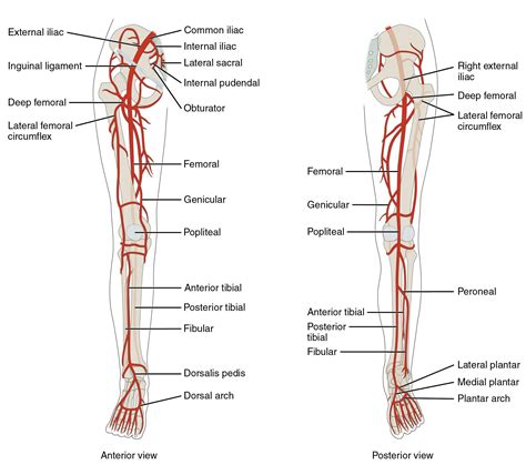 Label The Arteries Of The Right Lower Limb.