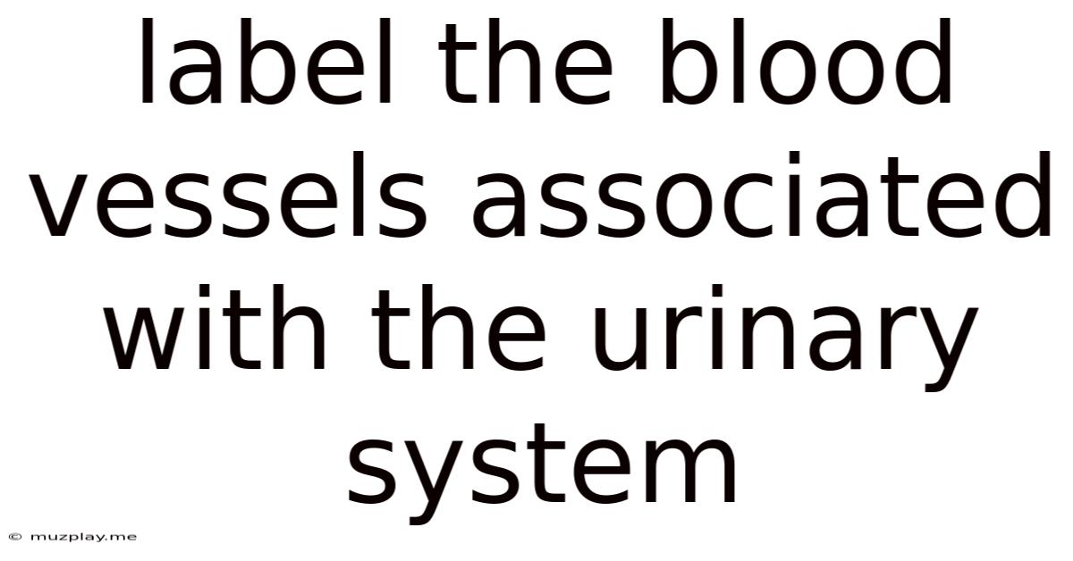 Label The Blood Vessels Associated With The Urinary System